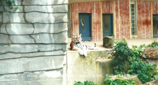 Liegender Tiger im Zoo Antwerpen