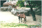 Kamel im Zoo Antwerpen